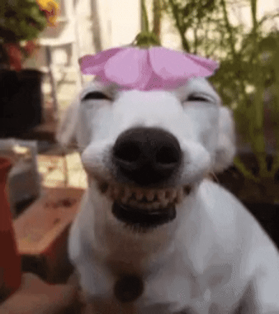 smiling-dog.gif